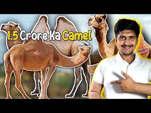 Beautiful and Big Camel For Bakra Eid