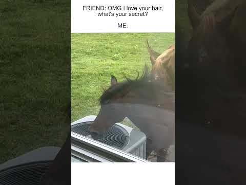 Horse Enjoys Breeze From Outdoor AC Unit While Cat Watches From Inside