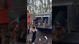 Beagles always READY when you drop the gate! #hunting #rabbithunting #huntingdogs