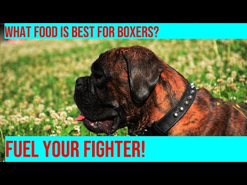 Fuel Your Boxer: Choosing the Right Food for Optimal Nutrition