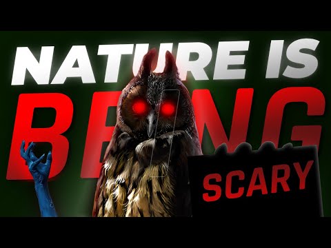 Nature Being Scary #nature #scary #interesting #Owl #fungus #toxic #moth #asia #Australia #viral