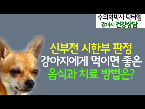 신부전으로 시한부 판정 받은 강아지에게 먹이면 좋은 음식과 치료 및 대처방법은?- 수의학박사 닥터엠의 강아지119