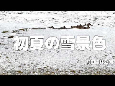 初夏の雪景色　鴨と綿　札幌前田森林公園