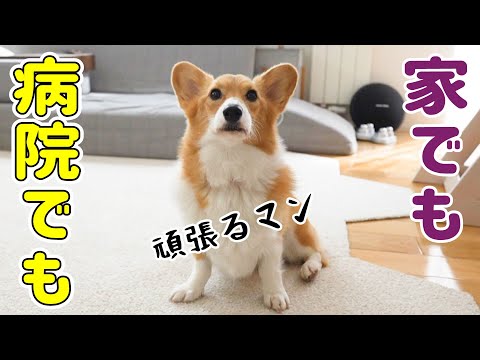 病気と向き合うモナちゃんの一日です