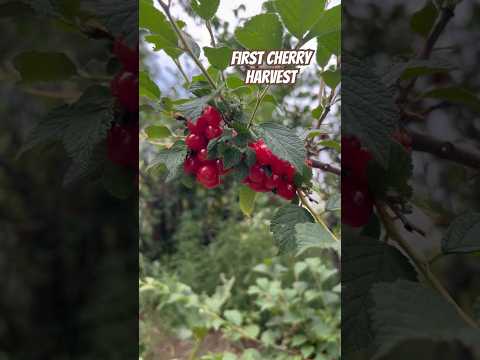 Today on the Homestead:Harvesting Nanking Cherries in Colorado Mountains | 5lbs Fresh Fruit #shorts