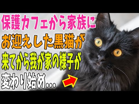 【猫の不思議な話】保護猫カフェから家族にお迎えした黒猫のくーちゃん→くーちゃんが来てから我が家の様子が変わり始めた・・・【朗読】