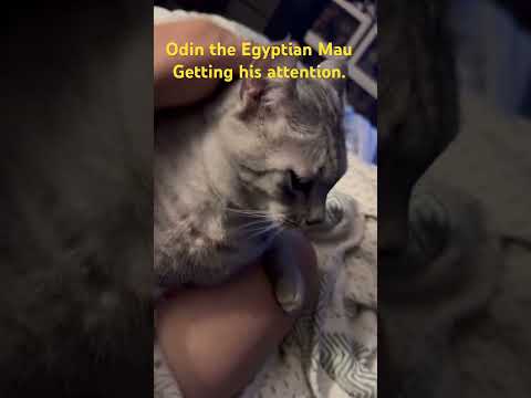 Odin the Egyptian Mau getting his pets in.