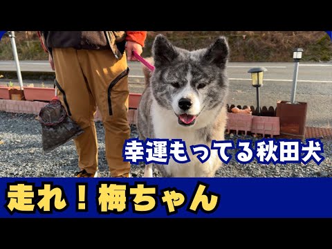 【秋田犬】走れ！梅ちゃん