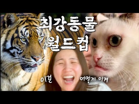 동물계의 최강 일짱 찾다가 배꼽가출 (반전있음)