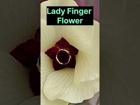 Lady Finger flower