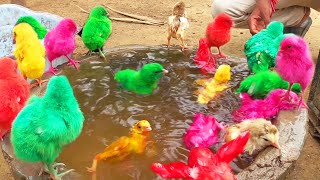 Video MURGI Chicks Swimming Pools Bathing Decolarization FRACAS | FishCutting