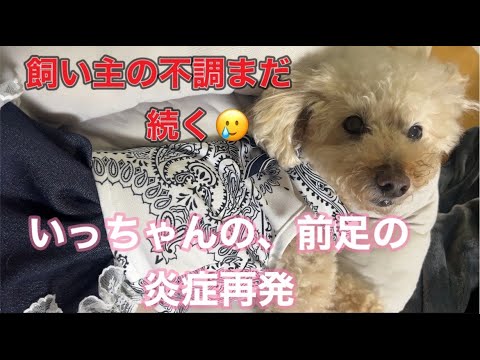 飼い主の体調不良/いっちゃんの足炎症？