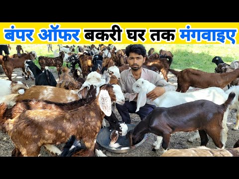 ऑफर में खरीदो बकरियां 500 में घर तक मंगवाए | Bakri kaha se kharide | goat for sale