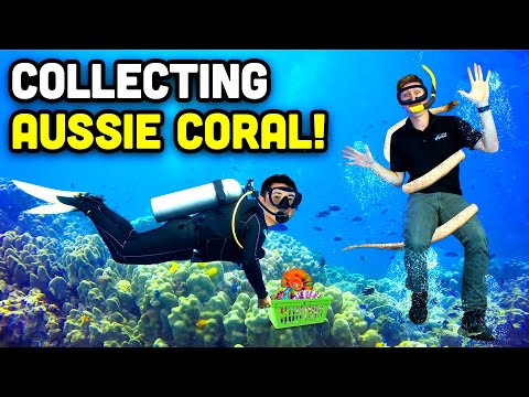 Coral from ACROSS THE GLOBE! Interviewing Western Australia's Key Coral Players!