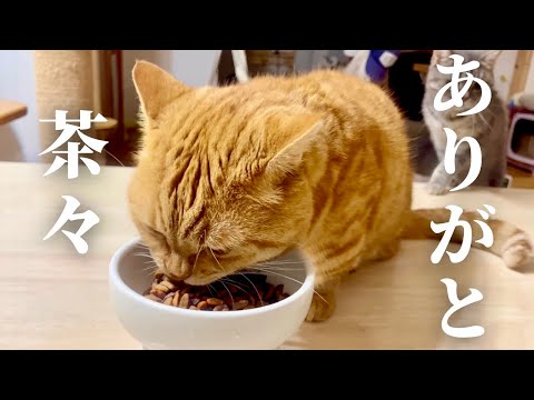 茶々くんには毎回驚かされます