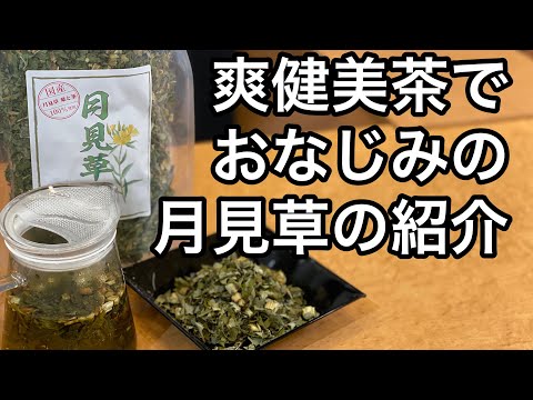 美味しい健康茶の淹れ方　月見草茶編