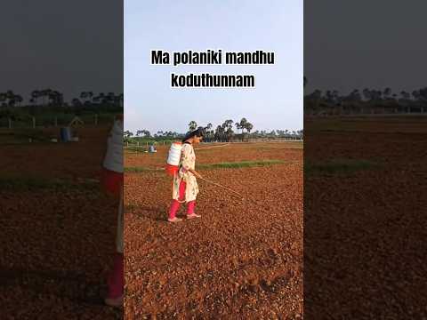 Polaniki purugu mandhu kottam#farming #organicfarming