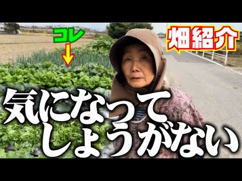 【我慢できずに掘りました】普段撮影していないお野菜の生育状況や手入れについて【大根】【キャベツ】【赤キャベツ】【ネギ】【ヤーコン】【ビワ】【ミョウガ】