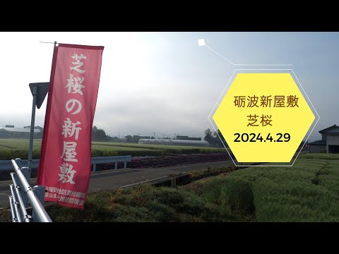 2024.4.29　砺波新屋敷  芝桜まつり