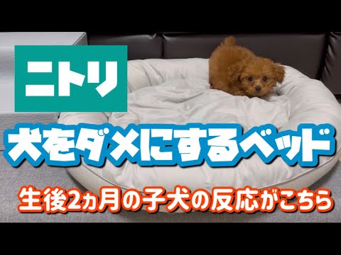 ニトリ【犬をダメにするベッド】買ってみた。生後2ヵ月プードル