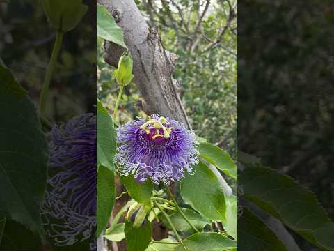 vine Passion flower