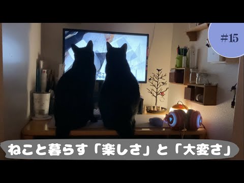 2匹の保護猫と暮らすうえで感じる「たのしさ」と「大変さ」について考えてみました。