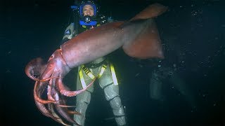 Red Devil Squid BITES diver | Deadly 60 | BBC Earth Explore