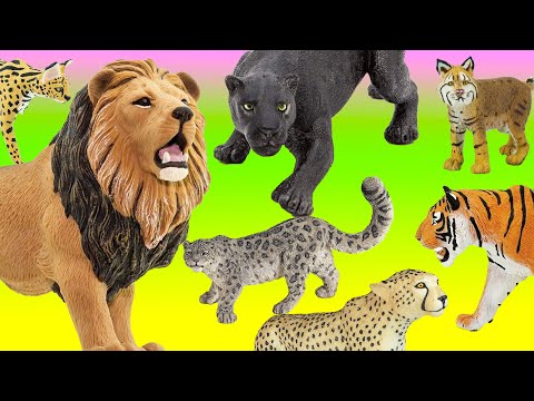 Amazing Big Cats & Wild Cats! Lion, Tiger, Black Panther, Cheetah, Snow Leopard, Serval, Leopard