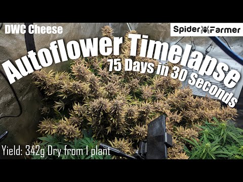 Timelapse - Seed to Harvest 342g Dry -Cheese Autoflower- Spiderfarmer SF4000