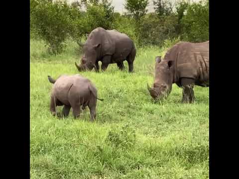 Baby rhino on safari Sabi Sabi Kruger South Africa