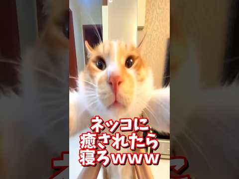 ネッコの動画で癒されたら寝ろｗｗｗ　#2ch #2chまとめ 動物スレ #2ch面白いスレ #動物 #犬 #猫 #癒やし #ねこ動画