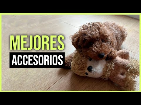 😱 MEJORES ACCESORIOS PARA UN CANICHE TOY 🐶 (LO QUE NECESITA Y MÁS LE GUSTA)