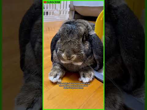 Meet the French Lop, the most beautiful rabbit in the world #shorts