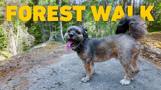 TV For Dogs To Watch 🐾🇫🇮 Dog Walking in Finnish Forest 🇫🇮🌲 Nature Sounds 4K HDR