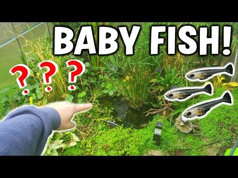 BABY FISH Caught In Greenhouse Pond!