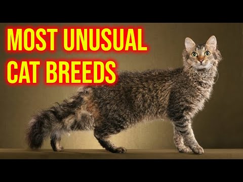 10 Most Unusual Cat Breeds In The World