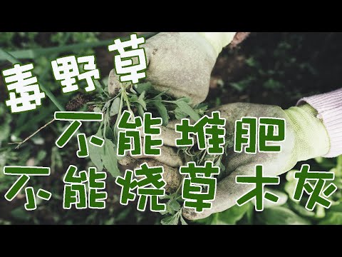 六种常见美丽毒野草，不能堆肥、不能烧草木灰、小孩子不能玩