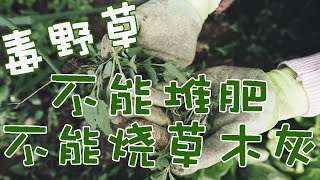 六种常见美丽毒野草，不能堆肥、不能烧草木灰、小孩子不能玩