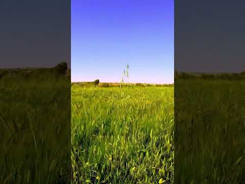 Calming Sound of Call to Prayer in a Remote Jordanian Village (Binaural ASMR)