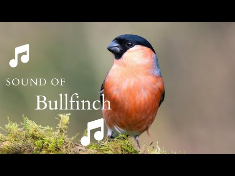 👉 S15 Eurasian Bullfinch ( Pyrrhula pyrrhula ) | Mugurar