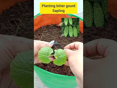 planting bitter gourd sapling #gardening #terracegardener #bittergourd #shorts