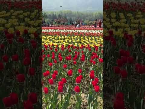 Beautiful tulips of myriad colors at Indira Gandhi Memorial Tulip Garden in Srinagar, Kashmir!