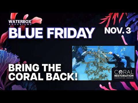 Supporting The Biggest Coral Reef Restoration Effort On The Planet.