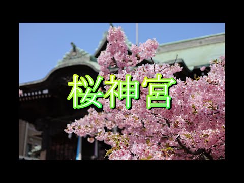 とても綺麗な河津桜を撮ってみました！桜神宮おすすめです！