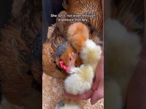 Day One Of Giving Chicks To My Broody Hens! #broodyhen #chickens #hens #chicks #cute #babychicks