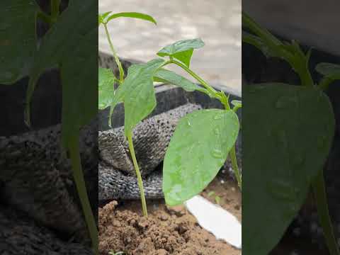 No Care Needed, This Is How I Have My Dream Cowpea Garden, High Yield