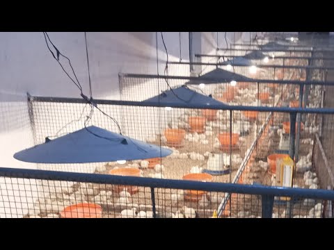 Poultry farm day 6 feeding and brooding || 1st week of 1200 broiler chicks || poultry farm in winter