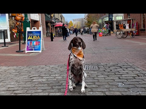 Roadtrip Across America with our German Shorthaired Pointer: Part 4 (Boston & Back to Canada)