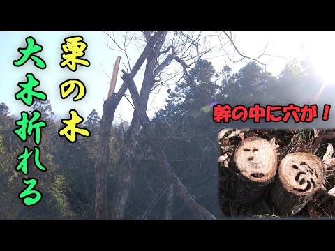 【倒木】栗の木大木の片付けと折れる理由