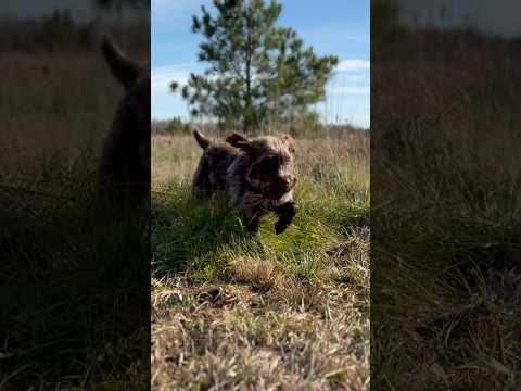 Seven year old hunting wirehaired pointing griffon still understands the assignment #huntinggriff